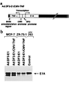 Characterization of Ad.DF3-E1/CMV-TNF. (a) Structure of Ad.DF3-E1/CMV-TNF.