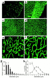 Composite images (through stacks of 14 optical sections of 5-μm thickness)