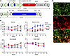 Behavioral analysis of heterozygous HD140Q-KI mice with depletion of neuron