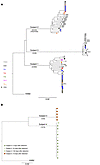 Phylogenetic analysis of near-full-length HIV-1 sequences derived from indi