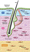 Structure of murine dorsal skin.