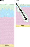 Comparison of human and murine skin.