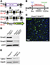 Generation of fibroblast-specific canonical TGF-β–deleted mice.