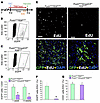 Fibroblast-specific Smad2/3 deletion reduces the number of activated myofib