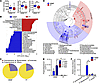 Abundance of Propionibacterium in the fecal samples of HBMF preterm infants