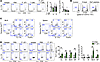 Induction of Th17 cell differentiation by P. UF1.