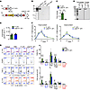 Differentiation of DlaT-specific Th17 cells.