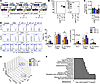 Restoring Th17 cell differentiation by complementation of ΔdlaT P. UF1 with