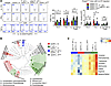 Regulation of colonic immunity by P. UF1 during ΔactA L. m infection.