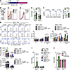 Regulation of intestinal immunity requires SIGNR1.