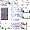 Mitigation of NEC-like injury by P. UF1 in newborn mice.