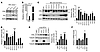 Higher CSL expression in proliferating vs. differentiating keratinocytes an