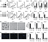 Positive role of CSL in promoting keratinocyte proliferative potential and