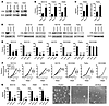 Positive role of CSL in promoting proliferative potential of skin, oral, an