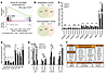 RNA-seq analysis of normal HKCs and SCC cells upon CSL silencing.