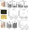 Effect of CSL modulation on inflammatory cytokines in vivo.