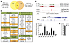 KDM6B as a direct target of CSL.