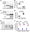 The effect of Ubqln1 overexpression on the degradation of a UPS surrogate s