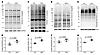 Western blot analyses for myocardial total and K48-linked Ub conjugates in