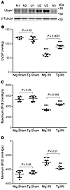 Tg Ubqln1 overexpression attenuates LV malfunction induced by acute myocard