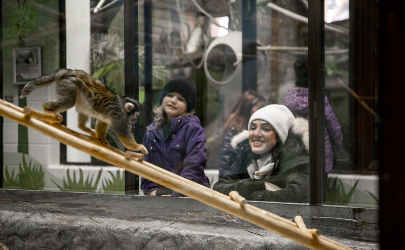 People looking at a monkey behind glass