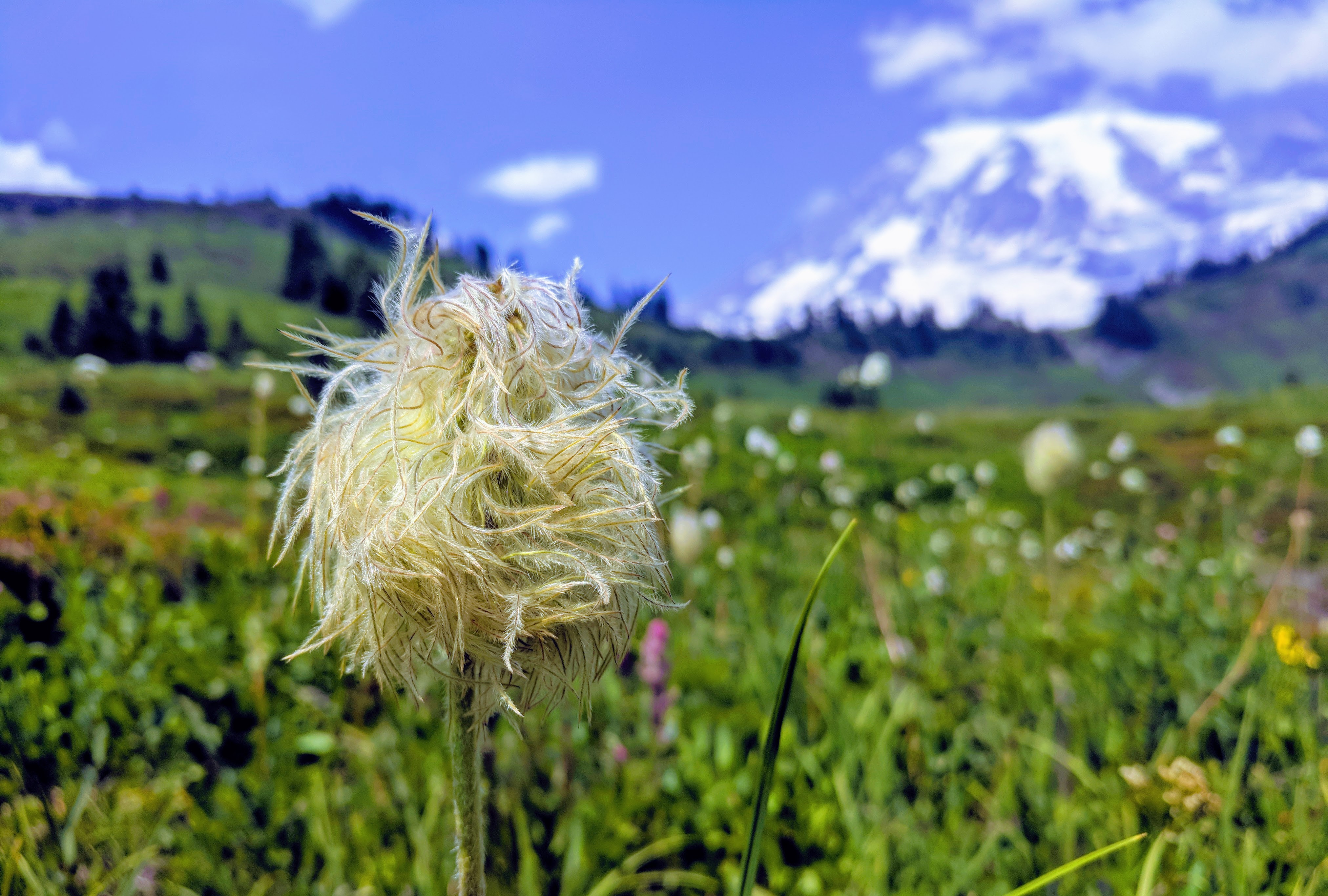 Mt. Rainier