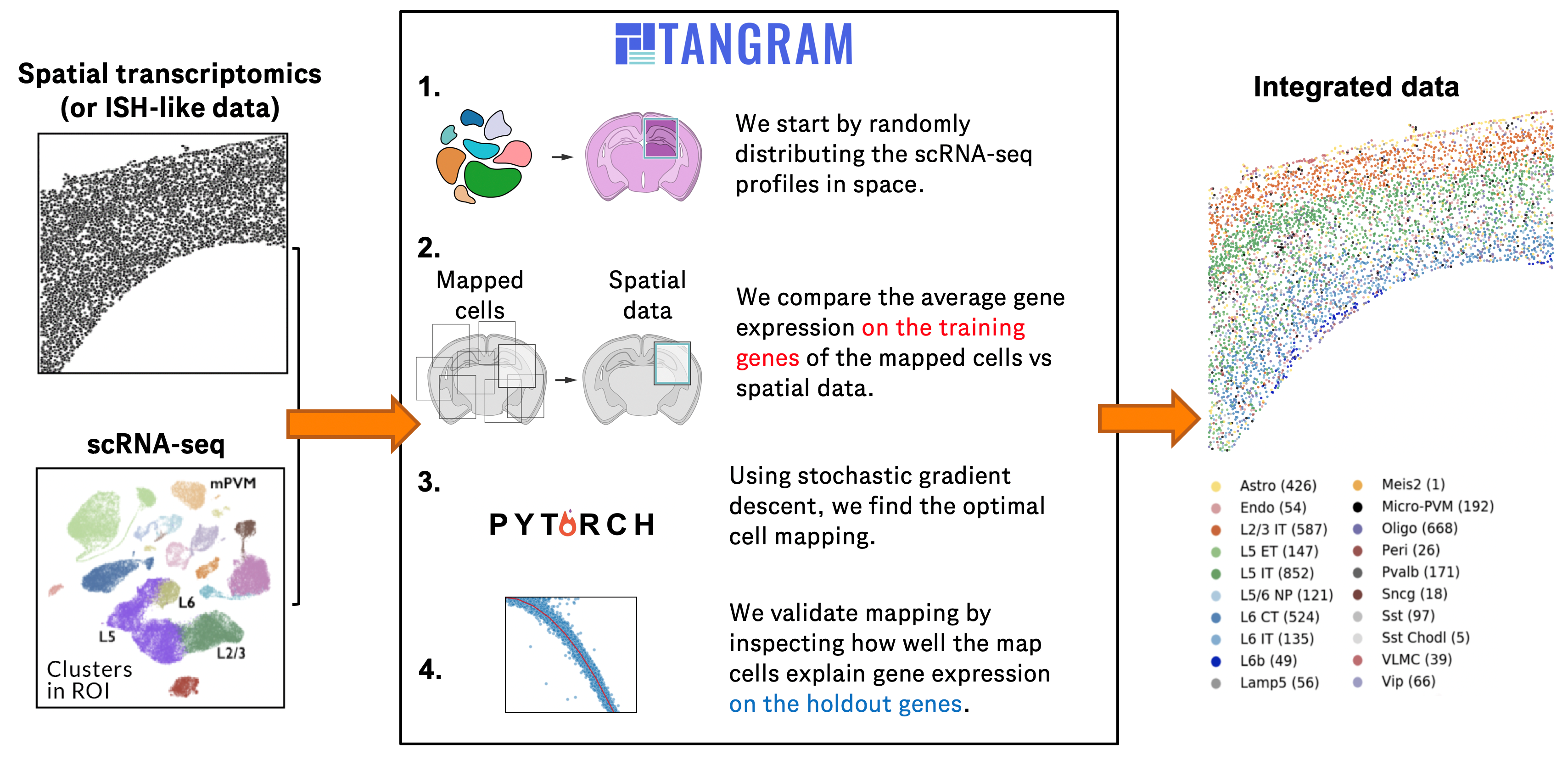 Cell Types