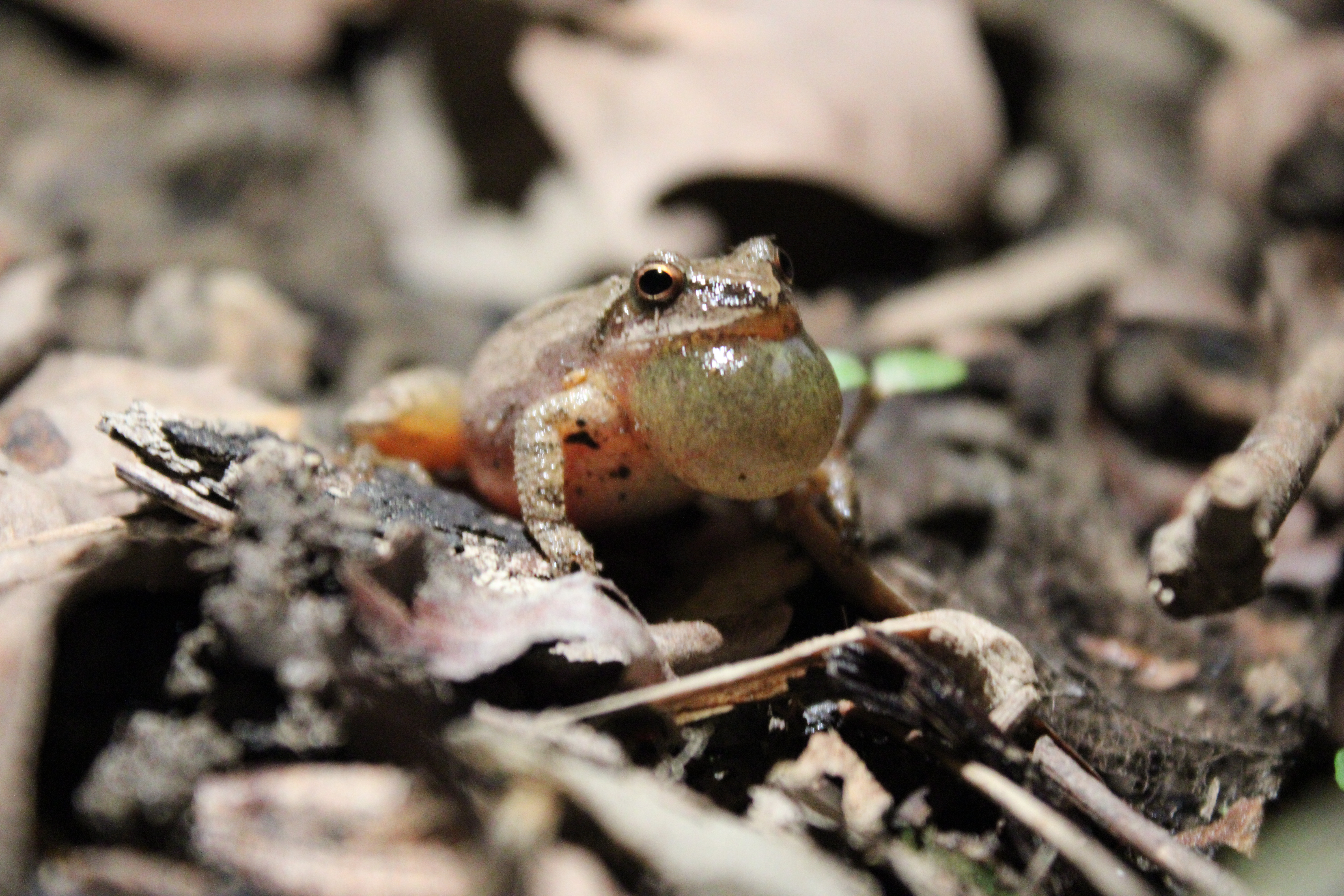 Spring Peeper