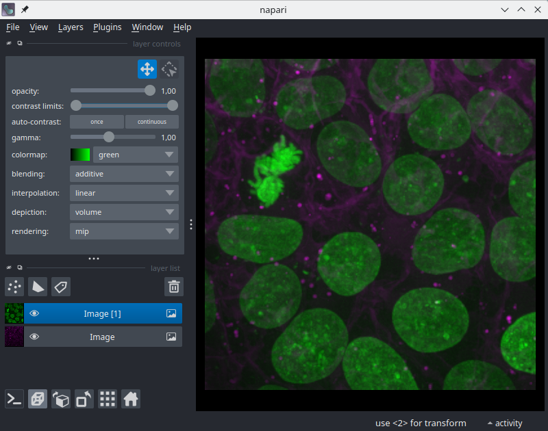 napari viewer with a multichannel image of cells displayed as two image layers: nuclei and membrane.