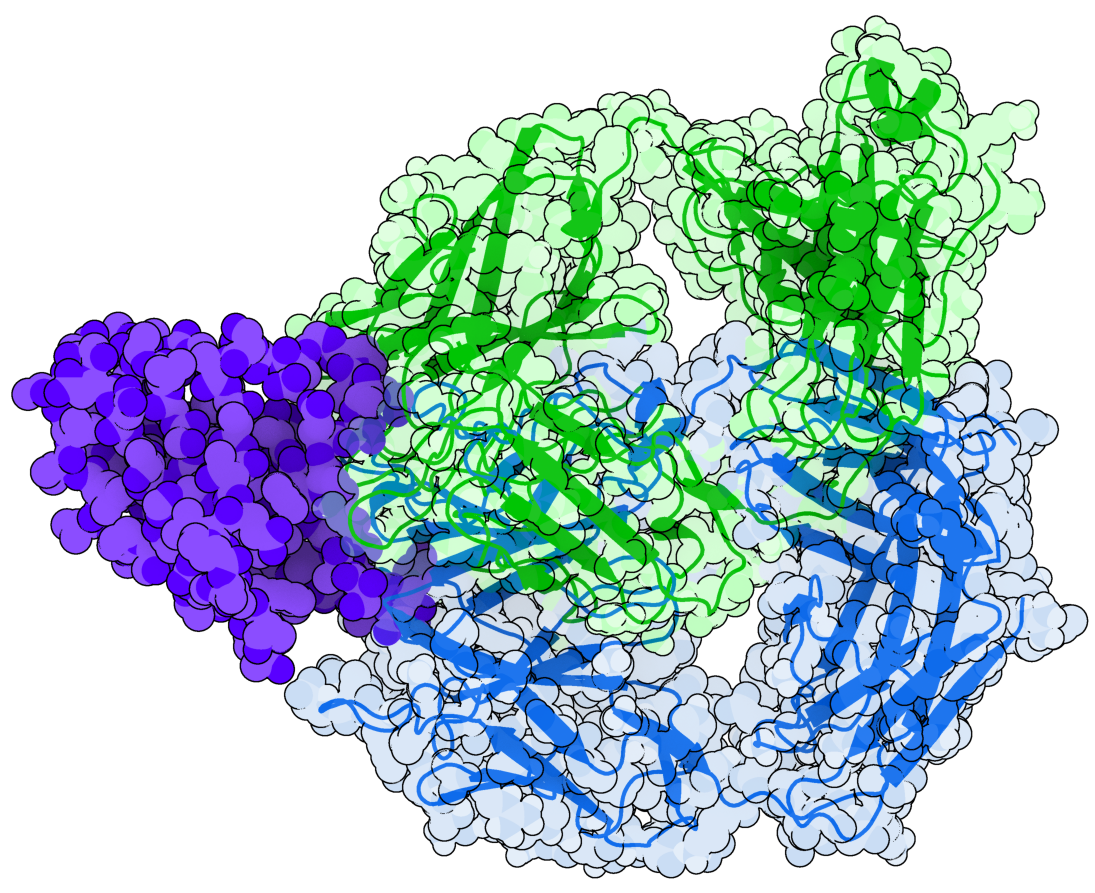 Comparison of the binding angles of Pembrolizumab (in green) and Pemfauxlizumab (in blue) bound to PD-1 (in purple).