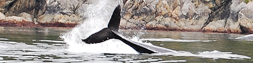 A Whale Tail 
                     splashing