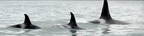 Three Killer 
                     Whales 
                     swimming