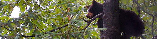 A Bear in a 
                     tree