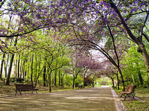 Tree-lined road in a public garden | by Patrick Bombaert