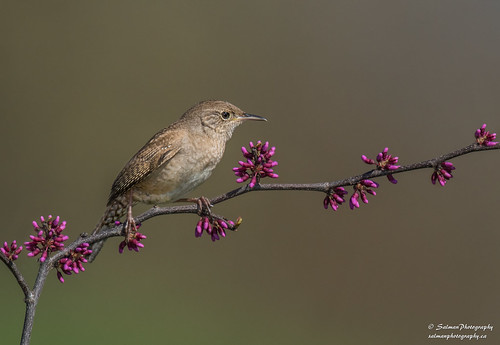 House Wren | by salmanwildlifephotography