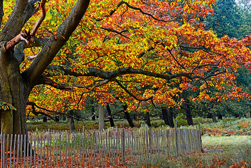 RICHMOND PARK, LONDON | by GA High Quality Photography