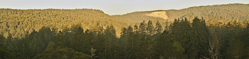 Felton Heights, Redwoods in Foreground | by CALandscapeArt natura artis magistra