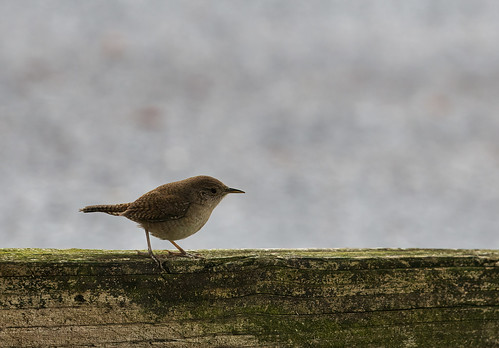 House wren | by Millie Cruz (On and Off)