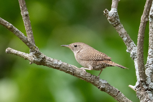 house wren moved into the house we put out for the bluebirds | by MarjieM777