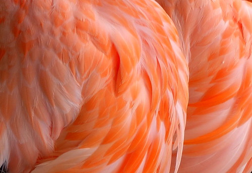 orange feather | by victoria travel