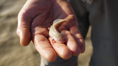 California Tiger Salamander Larva | by CaliforniaDFW