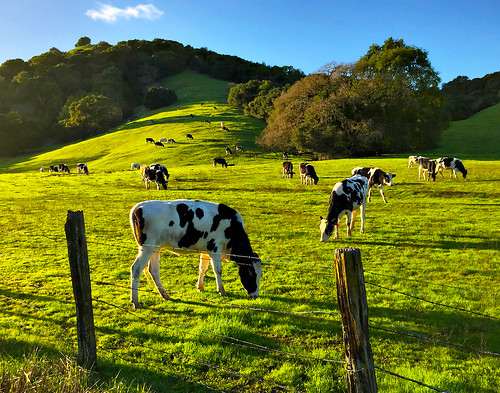 Country Moment in Marin County | by "Master of Images"