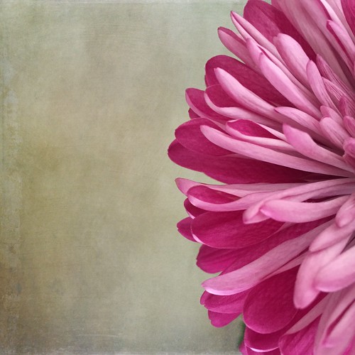 Flower Study | by Andrea Koerner