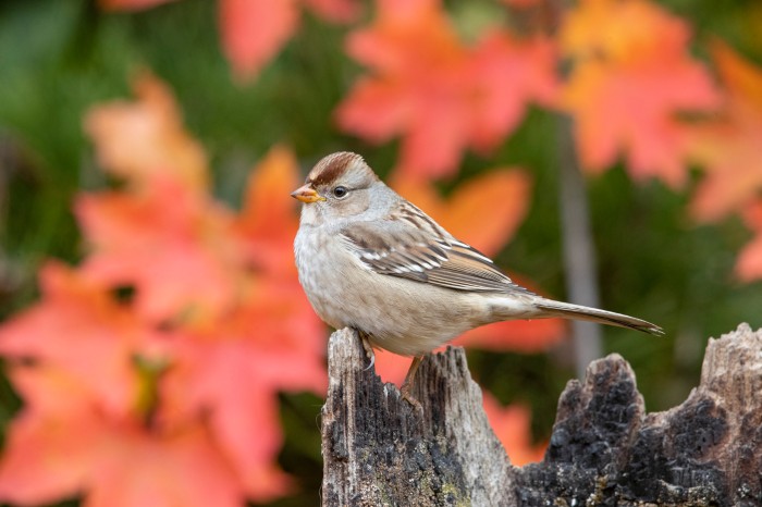 A young white-crowned sparrow perched on a log in front of orange leaves.