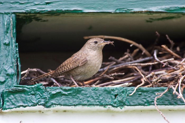 Close-up of a house wren in its nest with a spider caught in its beak