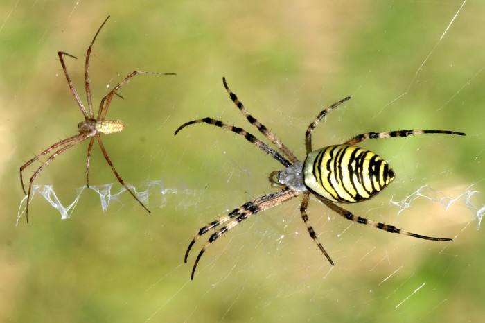 A small male spider, yellow with brown legs, and much larger female, yellow and brown with black stripes, sitting on a web.