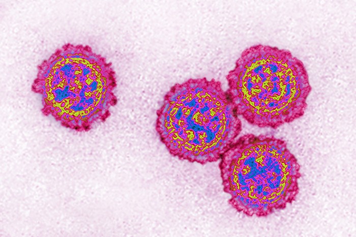 Coloured transmission electron microscopy image of influenza virus, shown in pink, yellow and blue colours