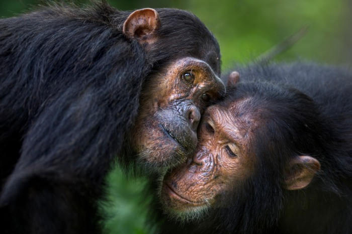 Close-up of two chimpanzees resting their faces against eachother