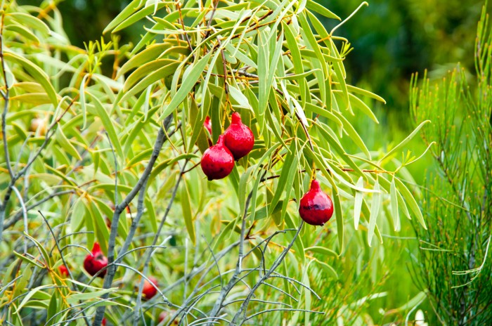 Close-up of a desert quandong plant, showing its green leaves and bright red fruit.