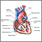 Heart - section through the middle